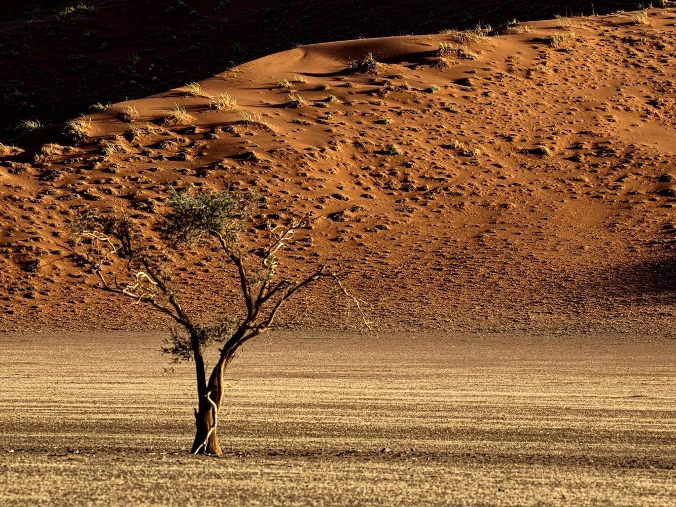 Alone | Nick Compton