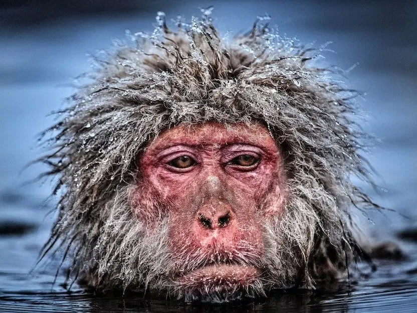 A photograph of a monkey in water by photographer David Yarrow.