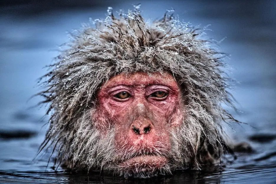 A photograph of a monkey in water by photographer David Yarrow.