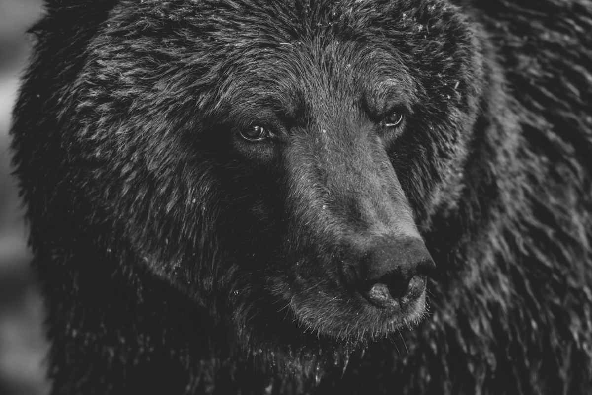 In ‘Reverence,’ Three Decades of Paul Nicklen’s Remarkable Photographs Exalt Nature