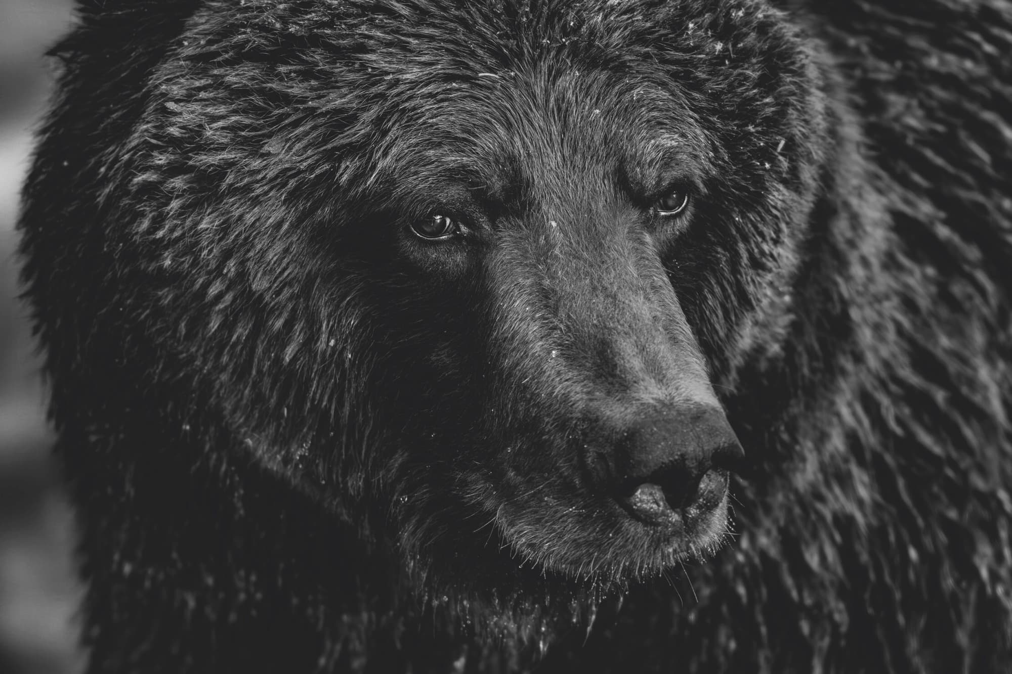 In ‘Reverence,’ Three Decades of Paul Nicklen’s Remarkable Photographs Exalt Nature