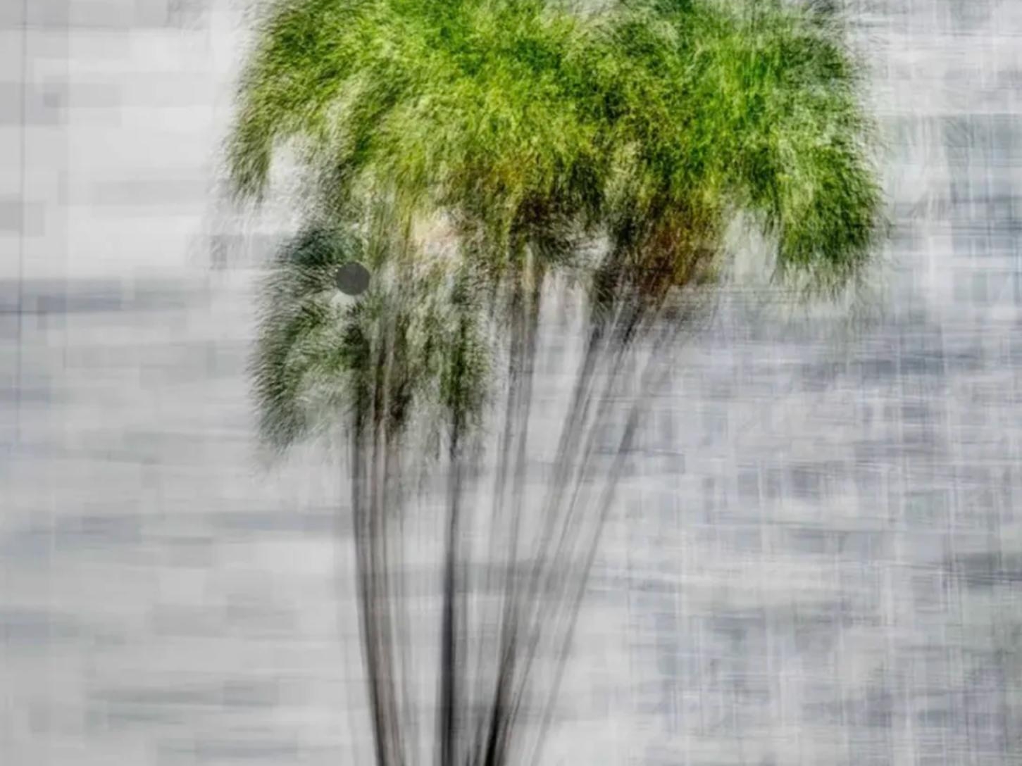 A photograph titled 