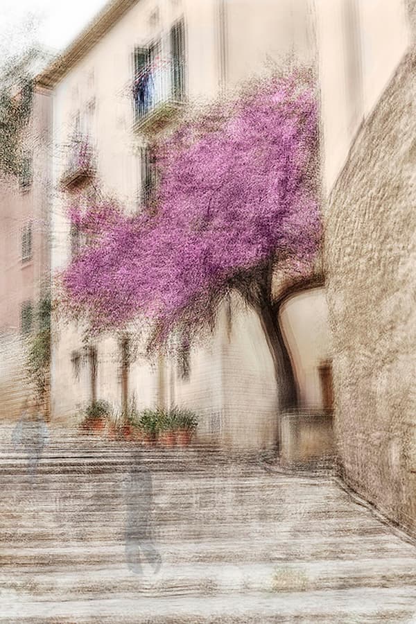 Palma #14