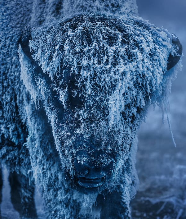 25 Degrees Below (Colour)