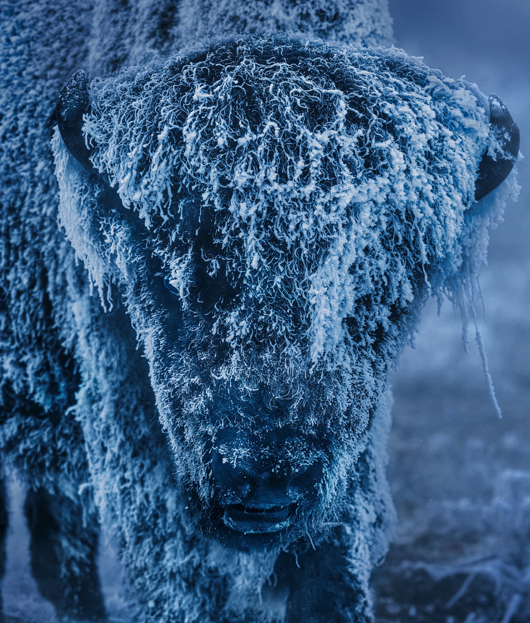 "25 Degrees Below" by David Yarrow, Yellowstone National Park, 2026. Colour photograph.