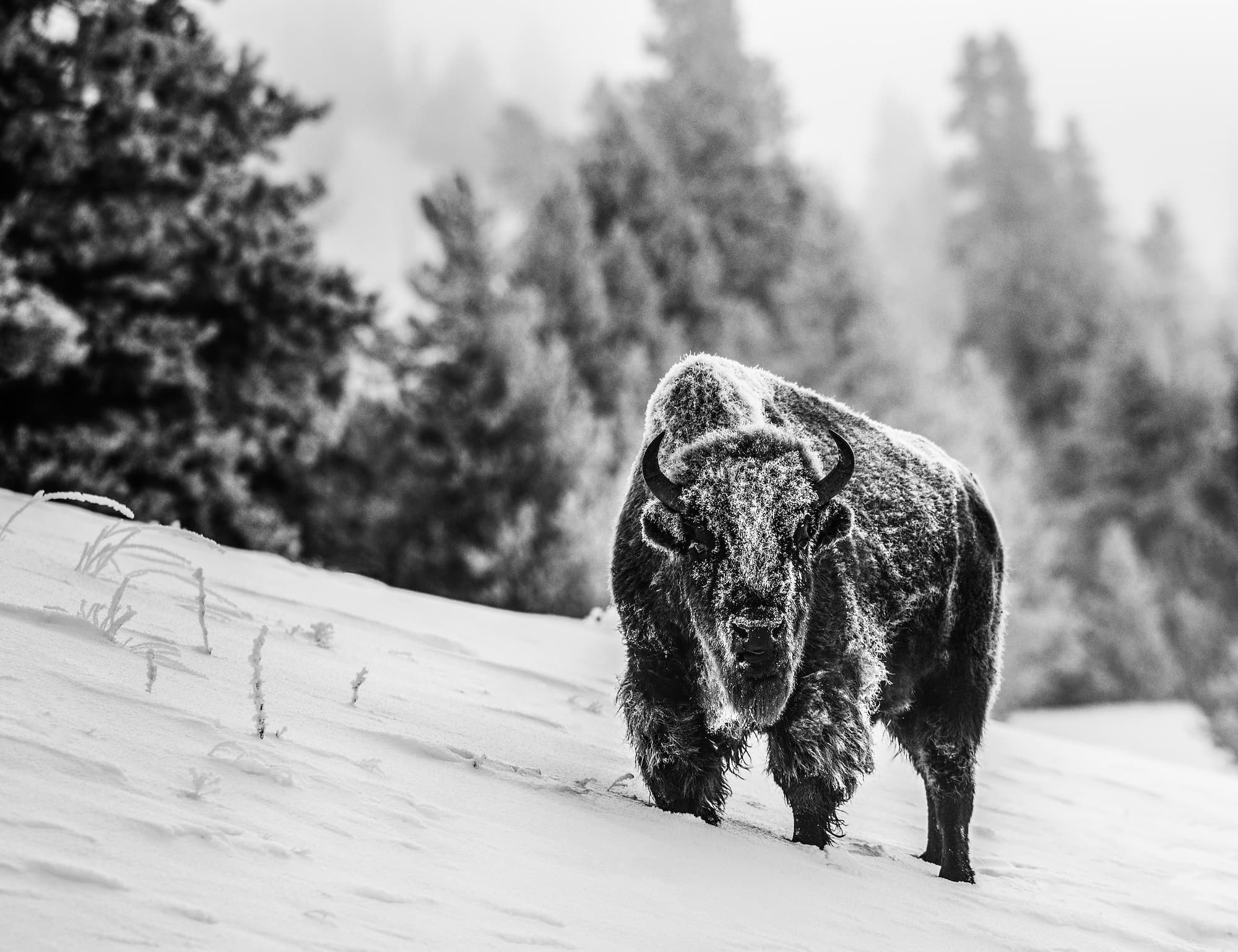"30 Degrees Below" by David Yarrow, Yellowstone National Park, 2019. Black and white photograph.