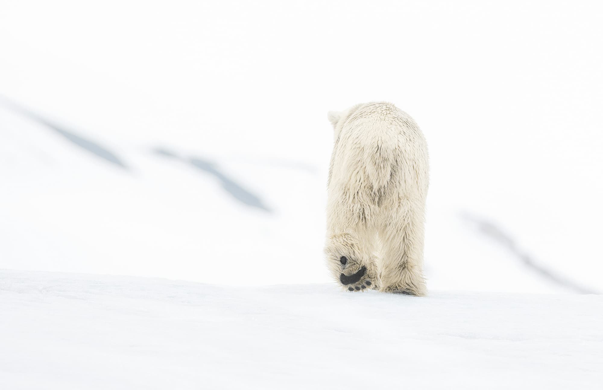 "78 Degrees North" by David Yarrow, Svalbard, Norway, 2017. Colour photograph.