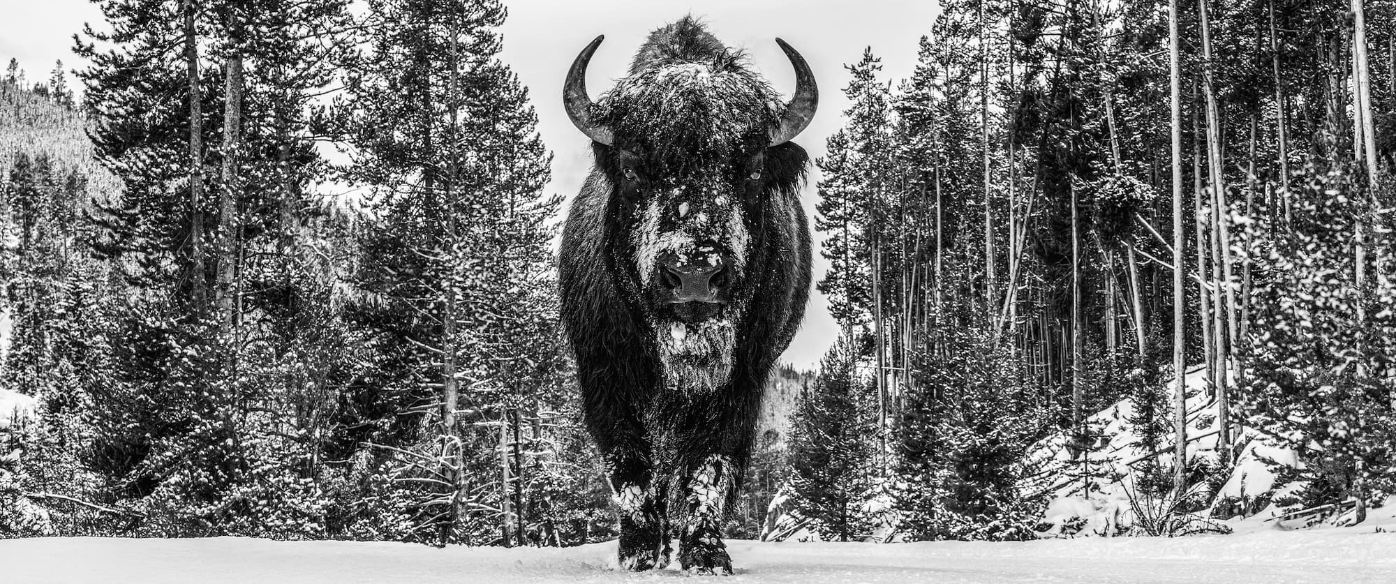 "A Walk in the Woods" by David Yarrow, Yellowstone National Park, 2026. Black and white photograph.