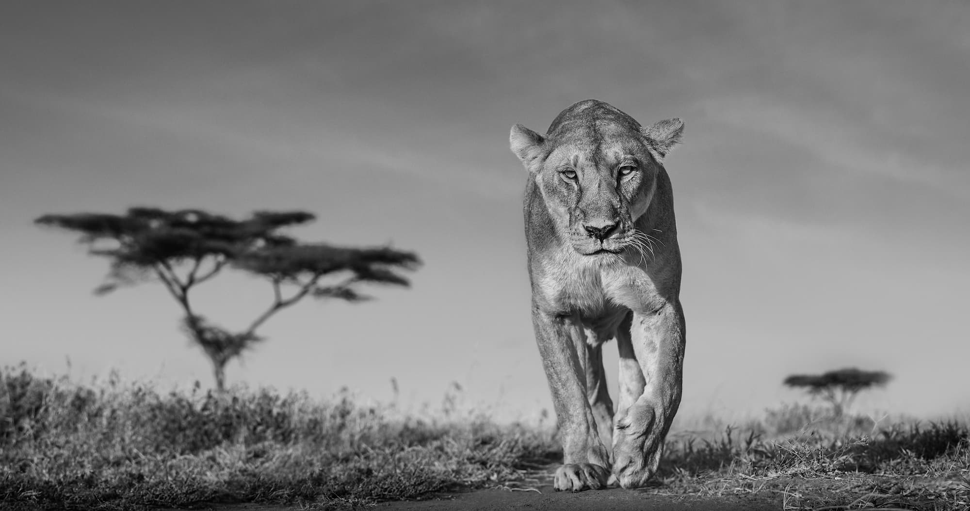 "Acacia" by David Yarrow, Serengeti, Tanzania, 2020. Black and white photograph.
