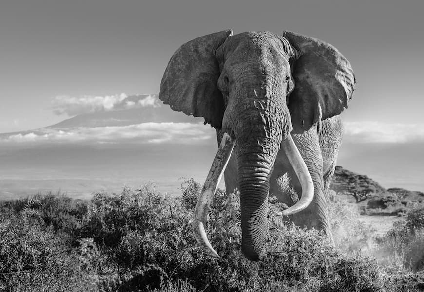 Africa II