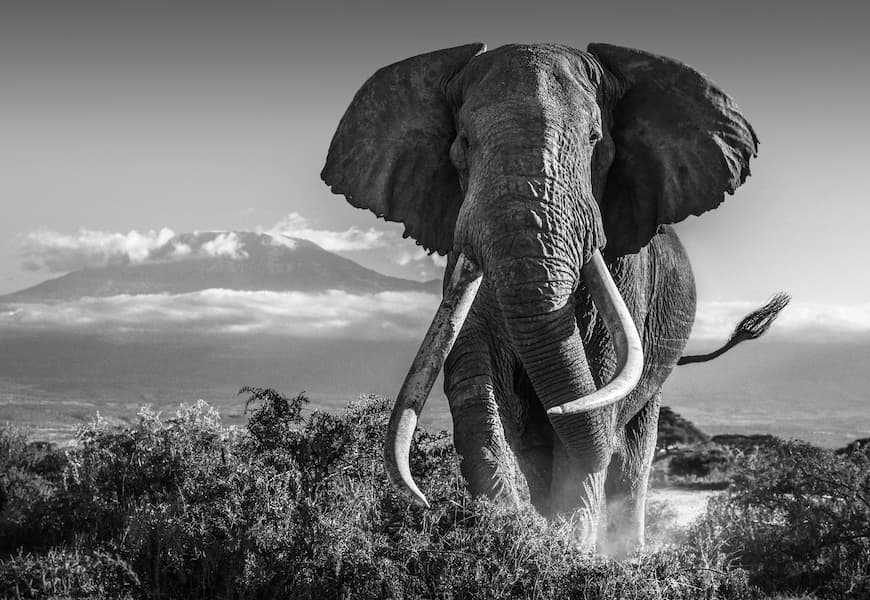 Africa