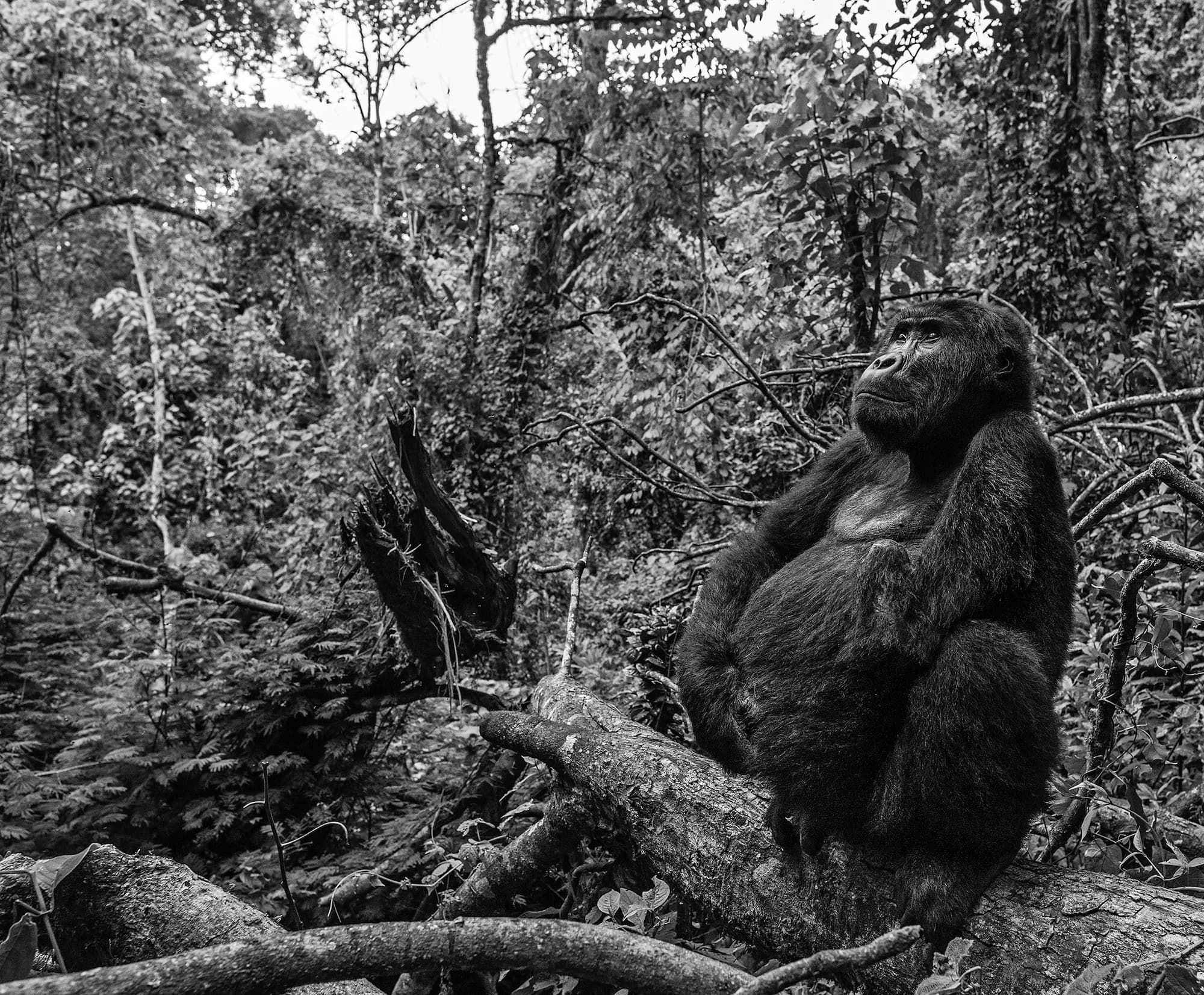 "All Our Yesterdays" by David Yarrow. Black and white photograph.