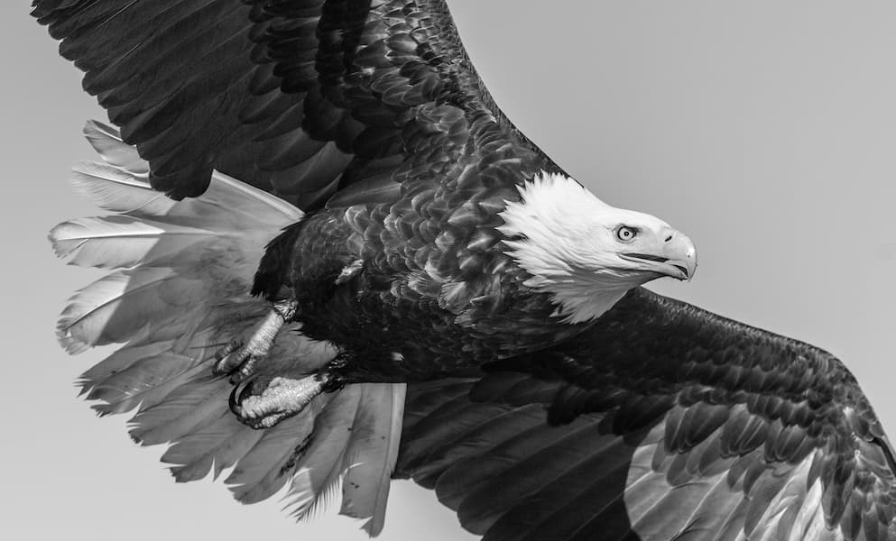 American Eagle