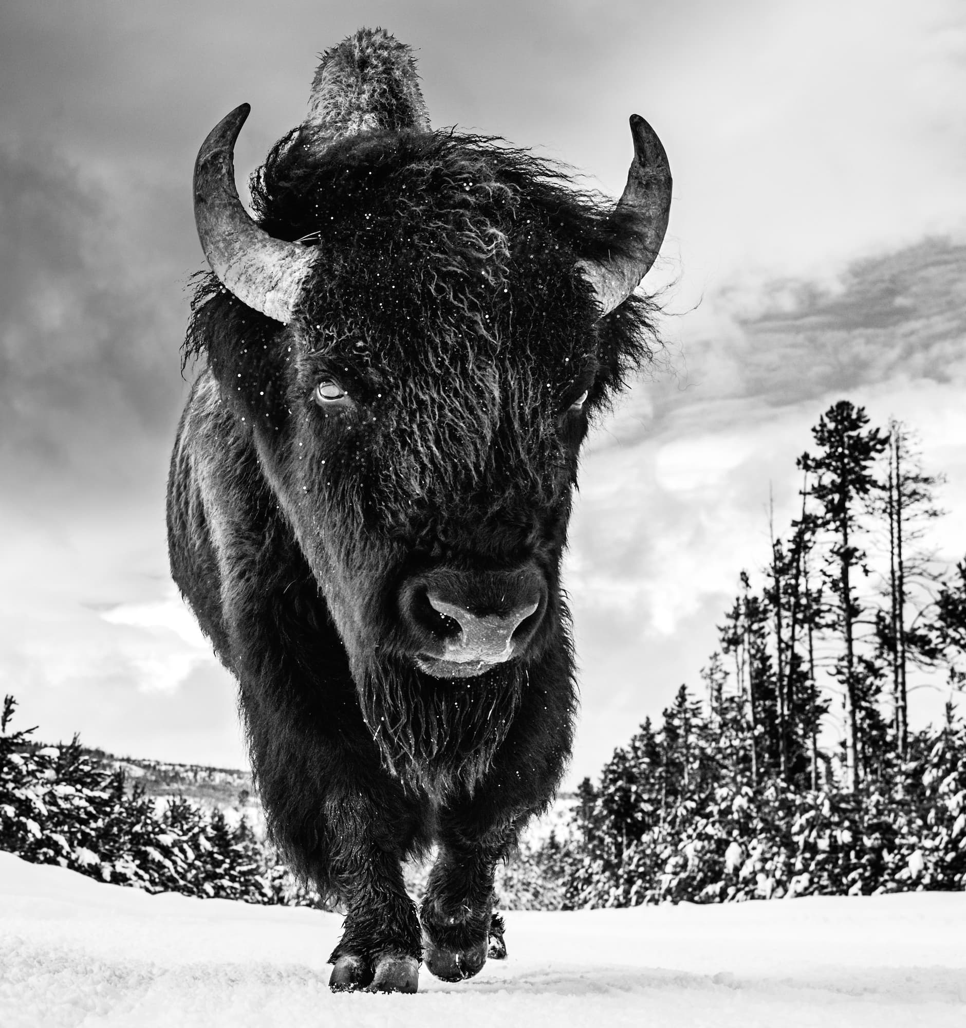 "American Idol II" by David Yarrow, Yellowstone National Park, 2017. Black and white photograph.