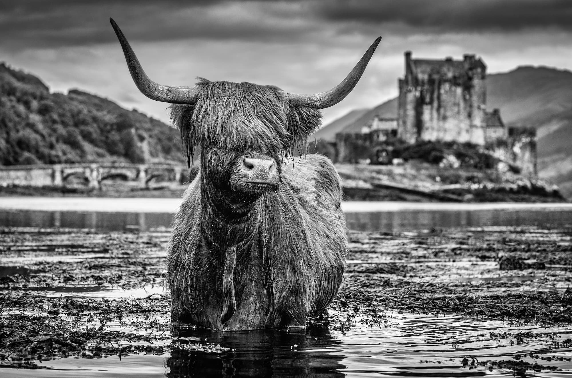 "Back to School" by David Yarrow, Kyle Of Lochalsh, Scotland, 2020. Black and white photograph.