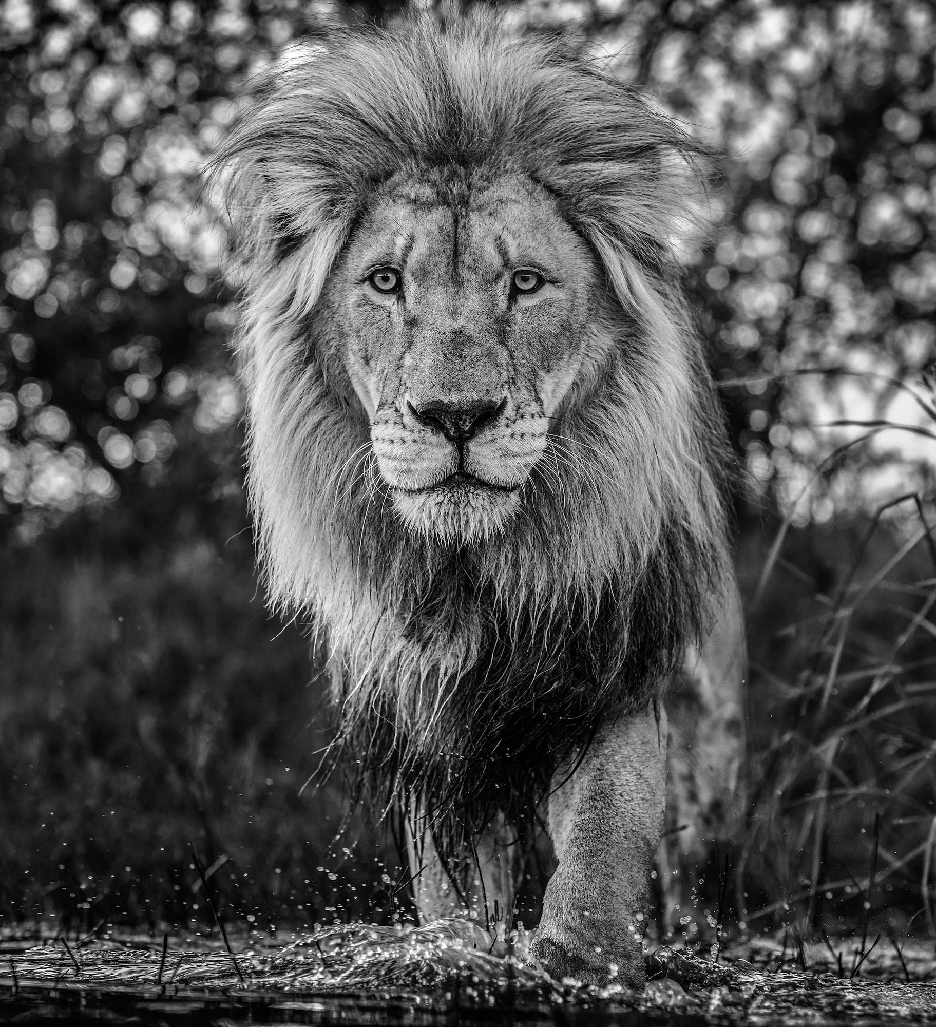 "Basic Instinct" by David Yarrow, Dinokeng, South Africa, 2020. Black and white photograph.