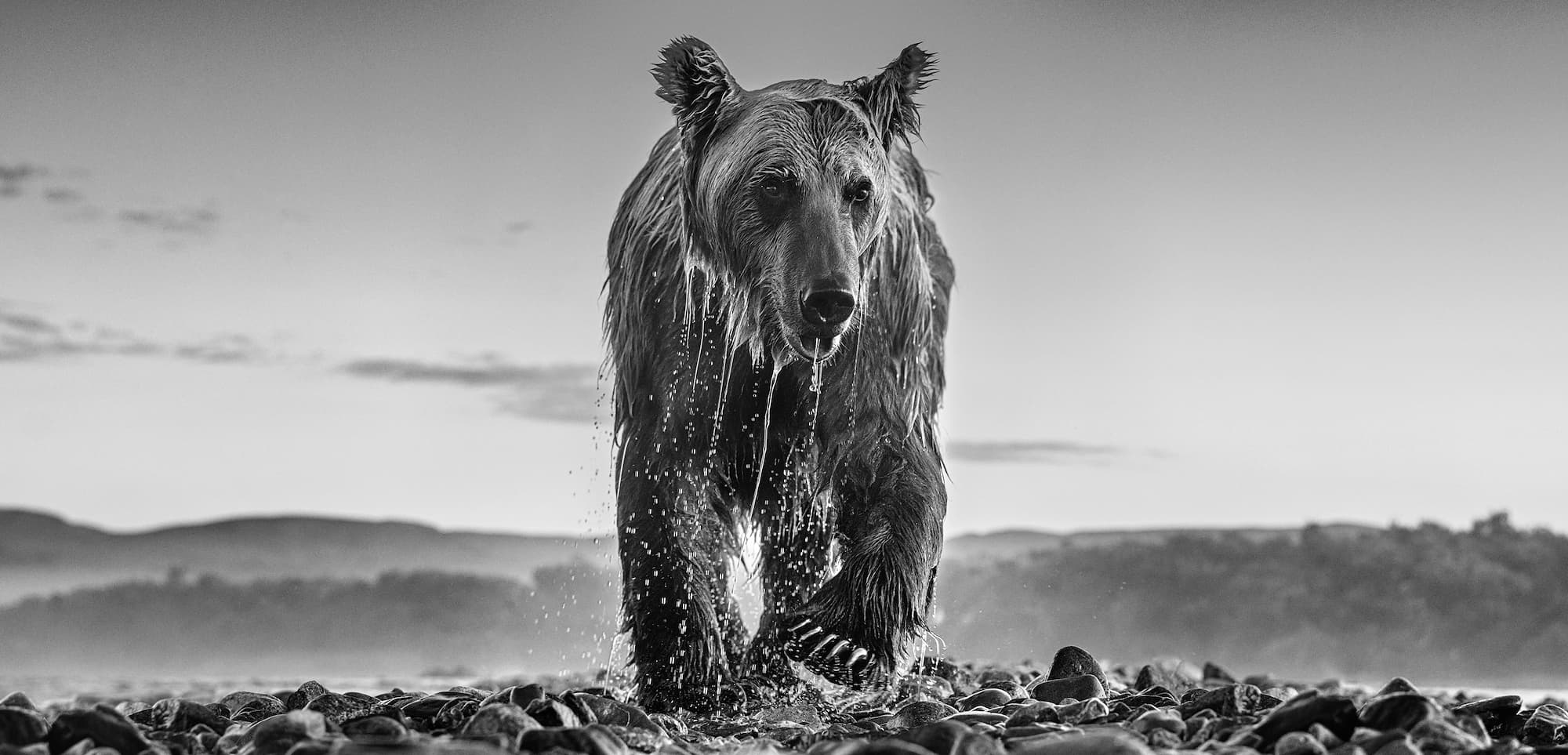 "Bear Island" by David Yarrow, Katmai National Park, Alaska, 2023. Black and white photograph.