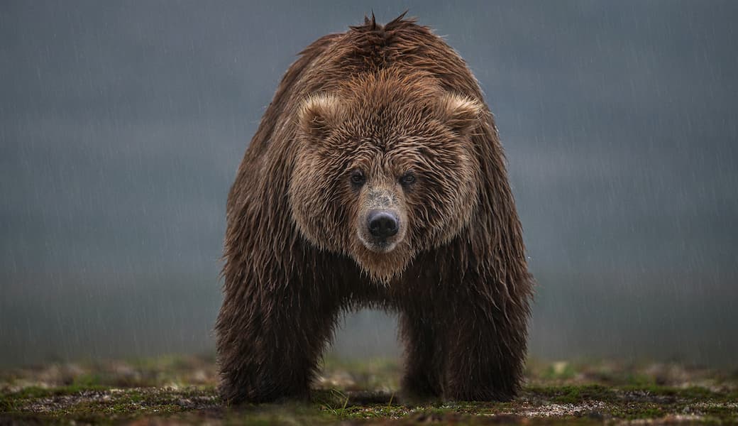 Bearish (Colour)