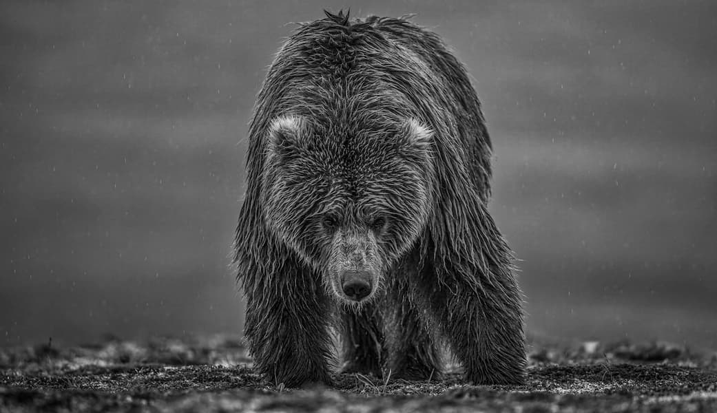 Bearish III