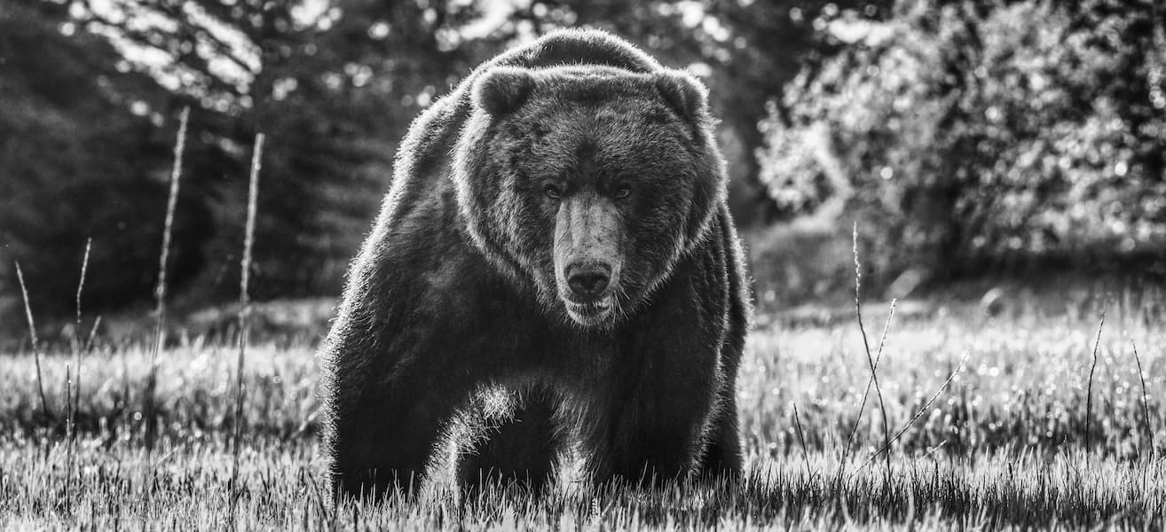 Beware of the Bear (B&W)