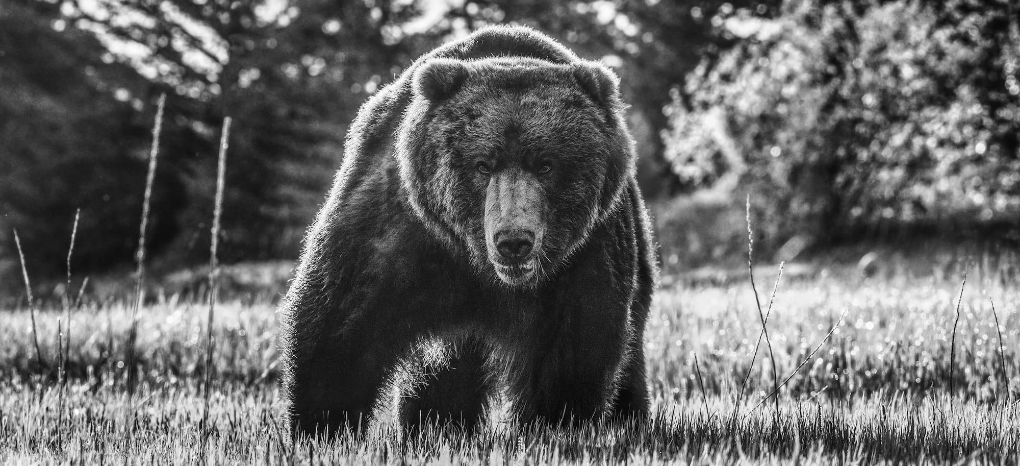 "Beware of the Bear" by David Yarrow, King Salmon, Alaska, 2026. Black and white photograph.