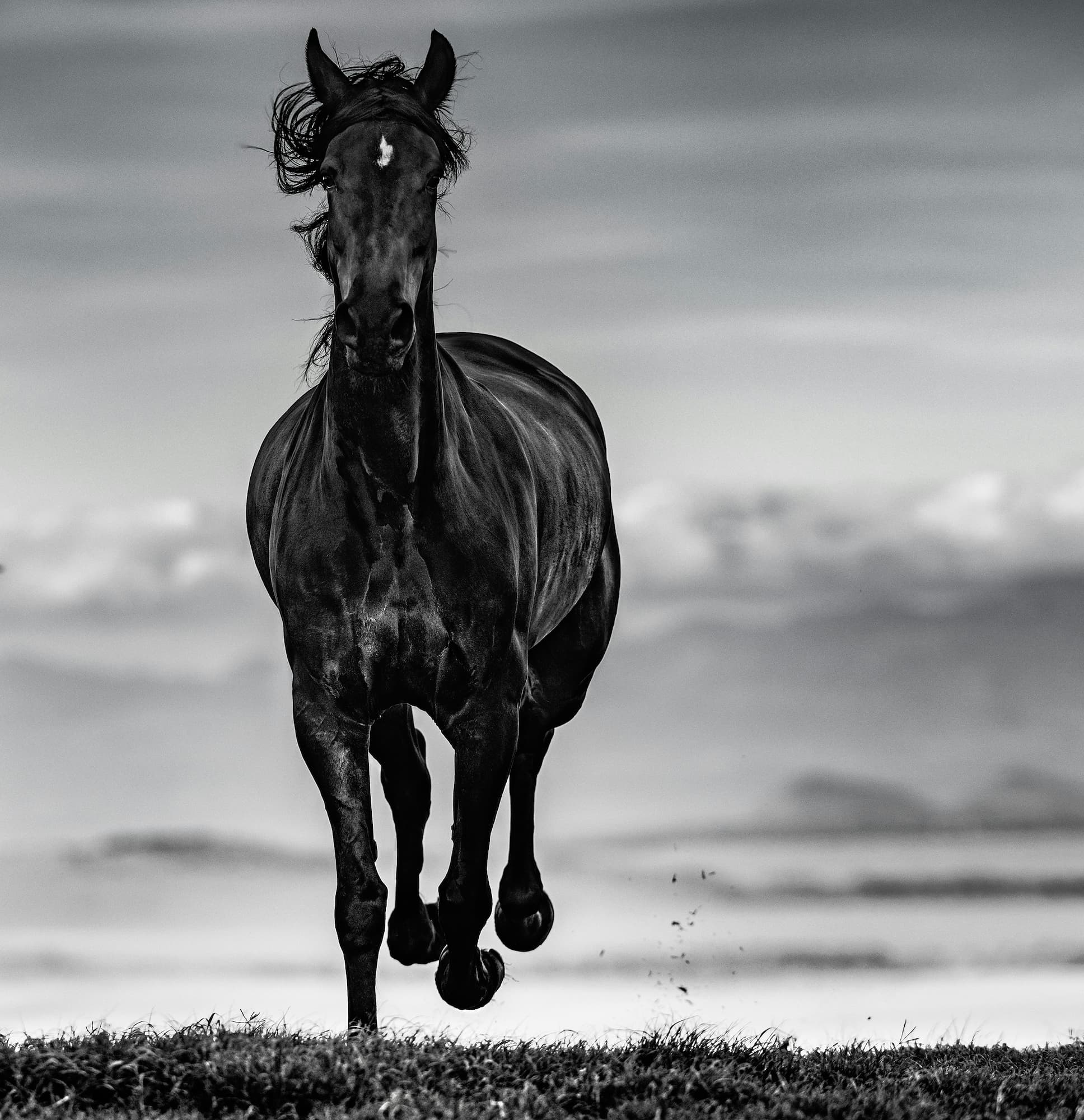 "Black Beauty" by David Yarrow, Borana, Kenya, 2019. Black and white photograph.