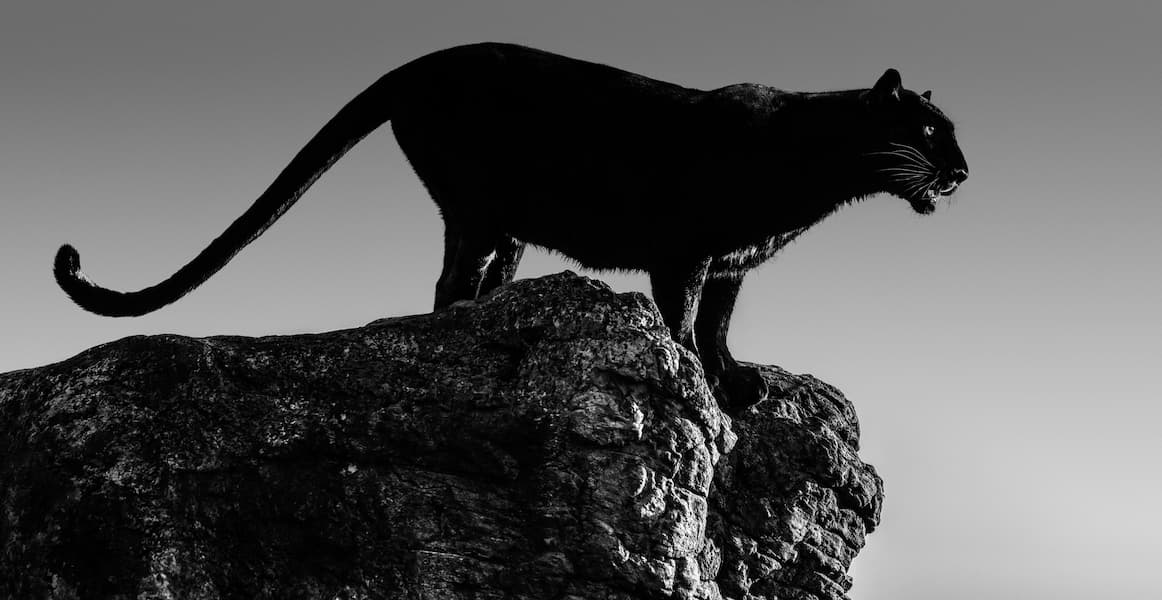 Black Cat