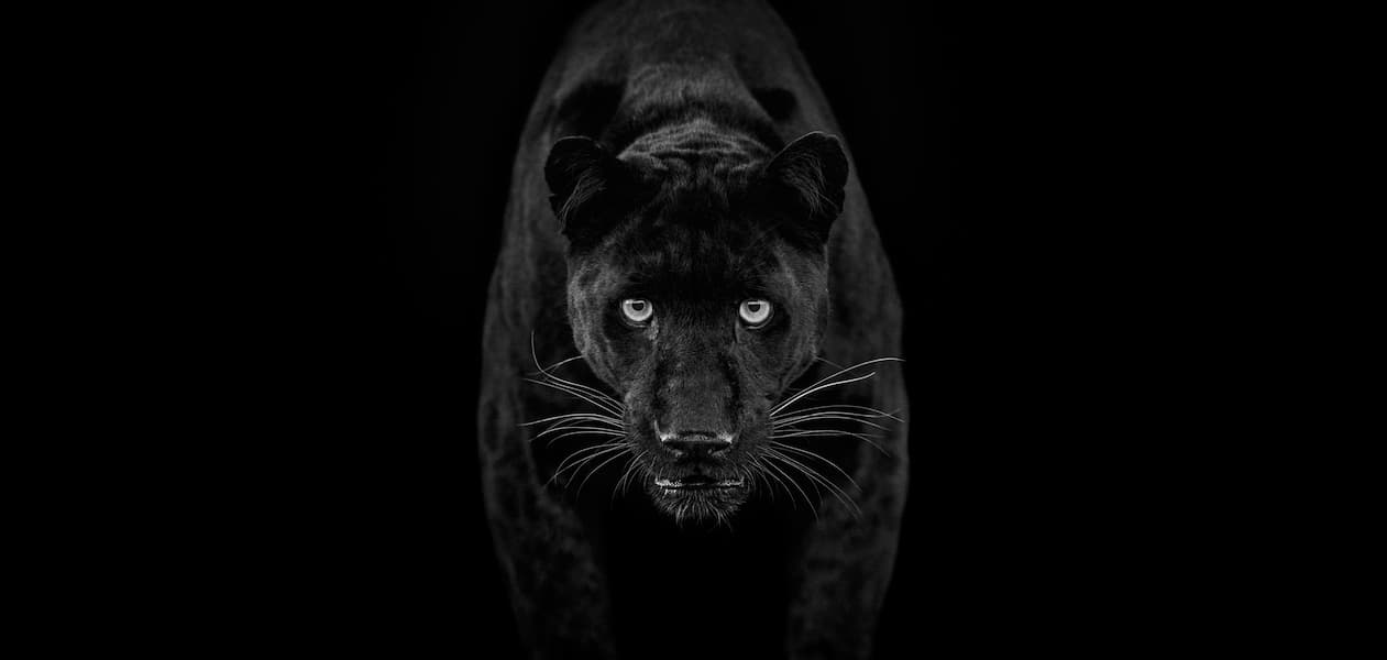Black Magic (B&W)