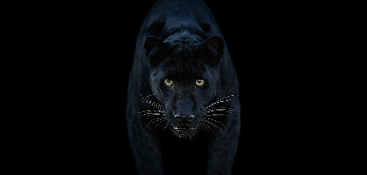 Black Magic (Colour)