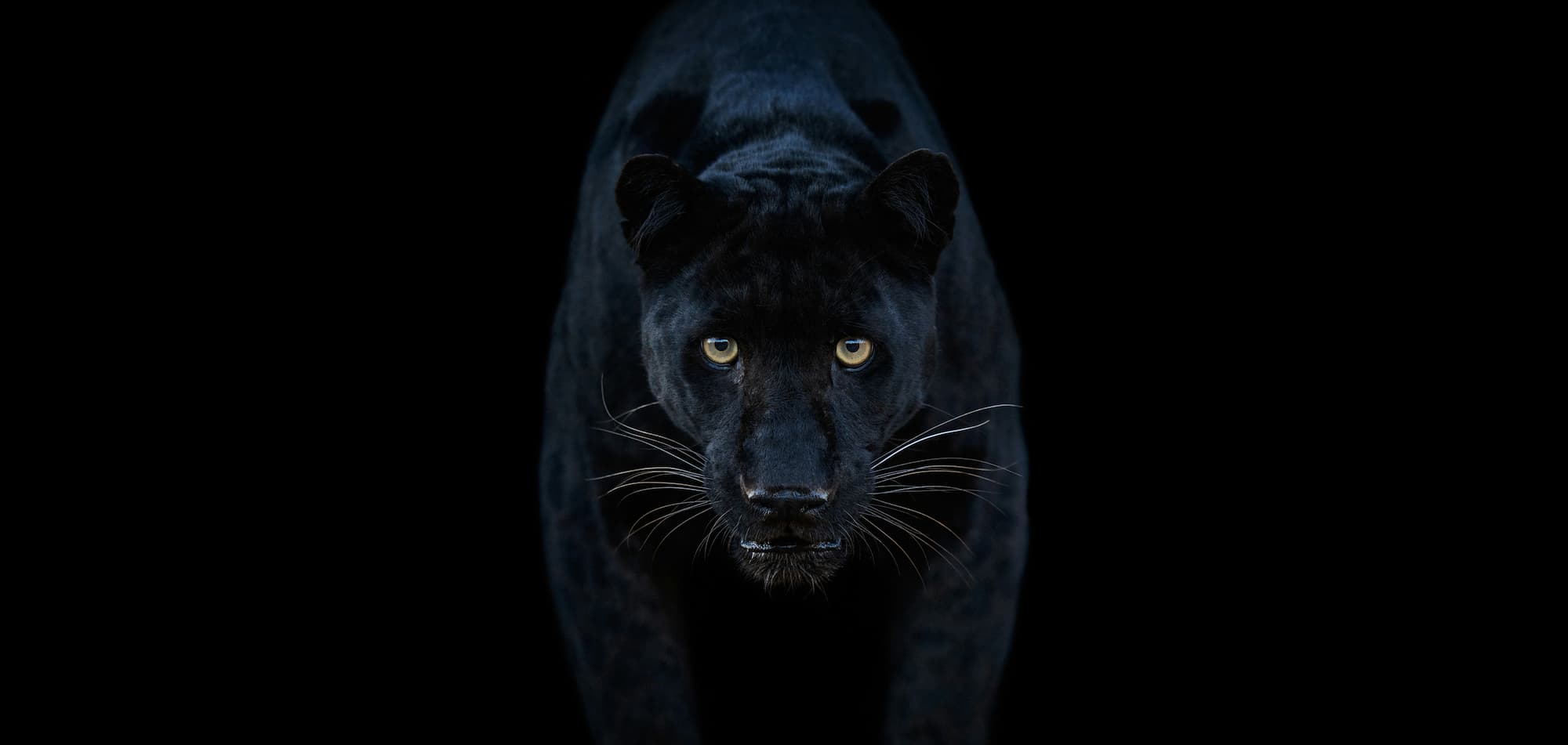 "Black Magic" by David Yarrow, Dinokeng, South Africa, 2025. Colour photograph.