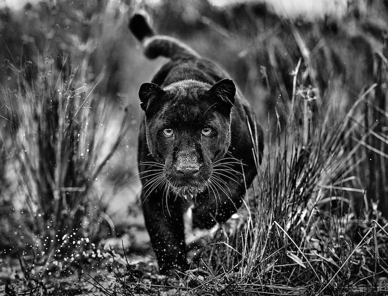 Black Panther Tales