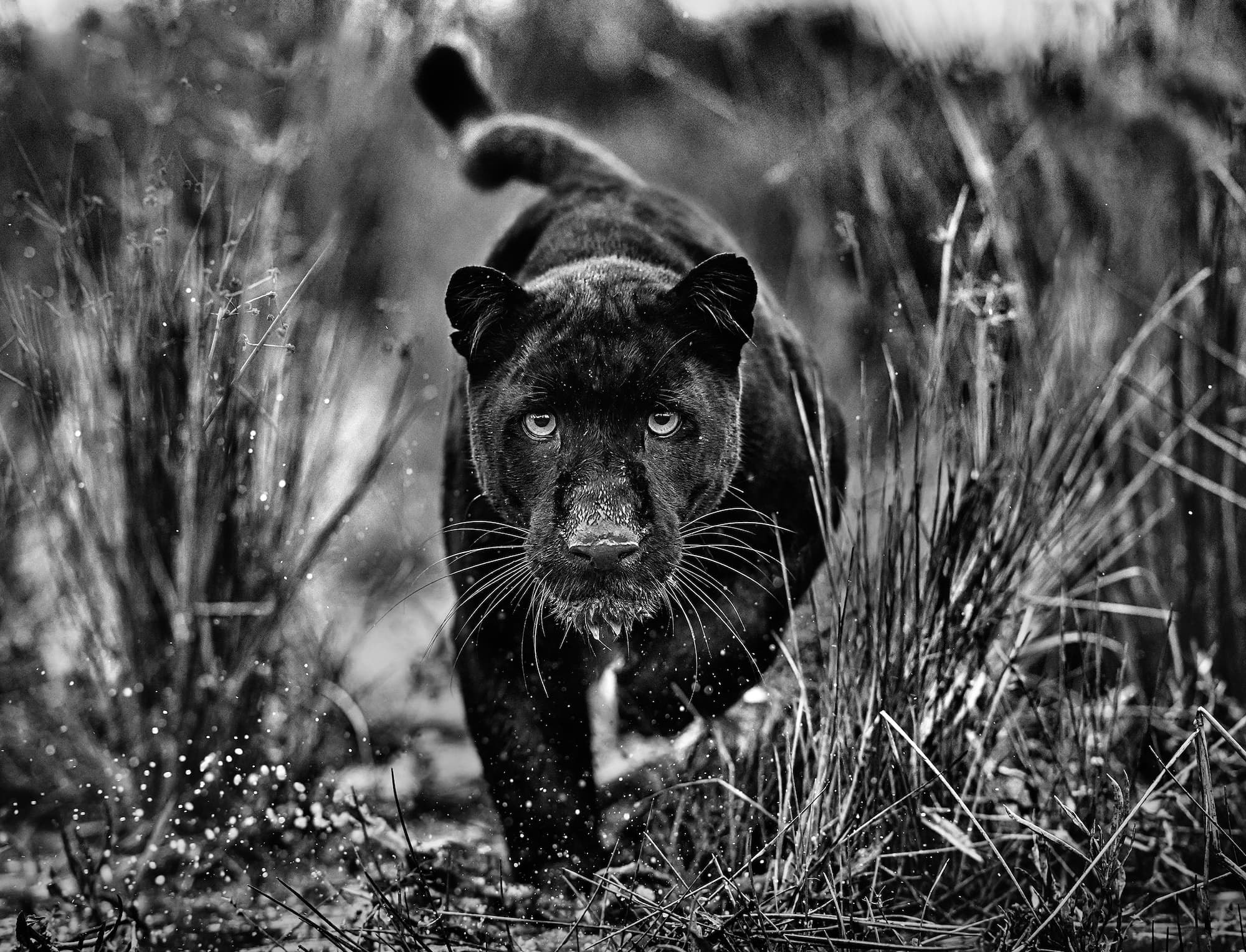 "Black Panther Tales" by David Yarrow, Dinokeng, South Africa, 2023. Black and white photograph.