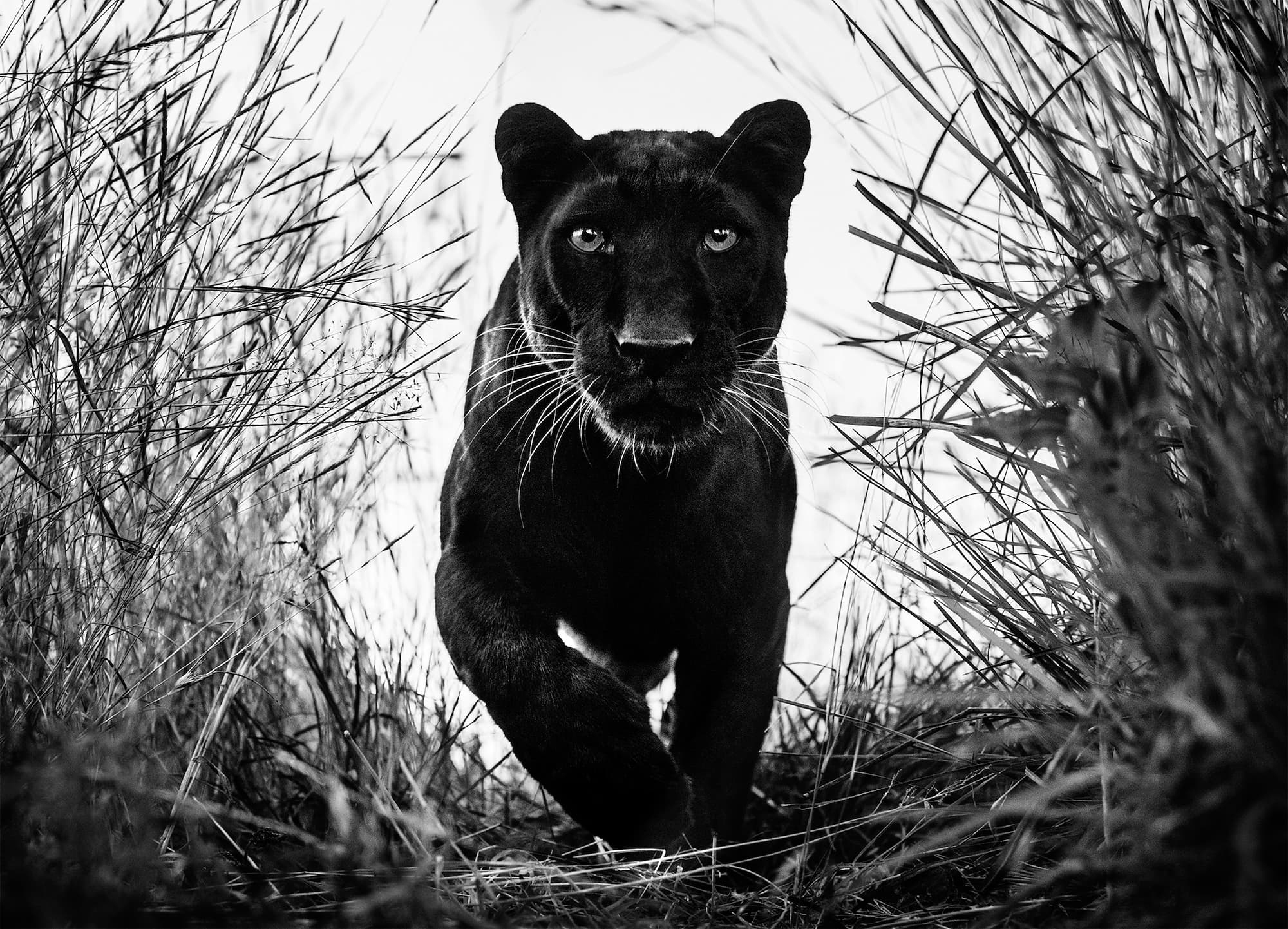 "Black Panther" by David Yarrow, Dinokeng, South Africa, 2018. Black and white photograph.