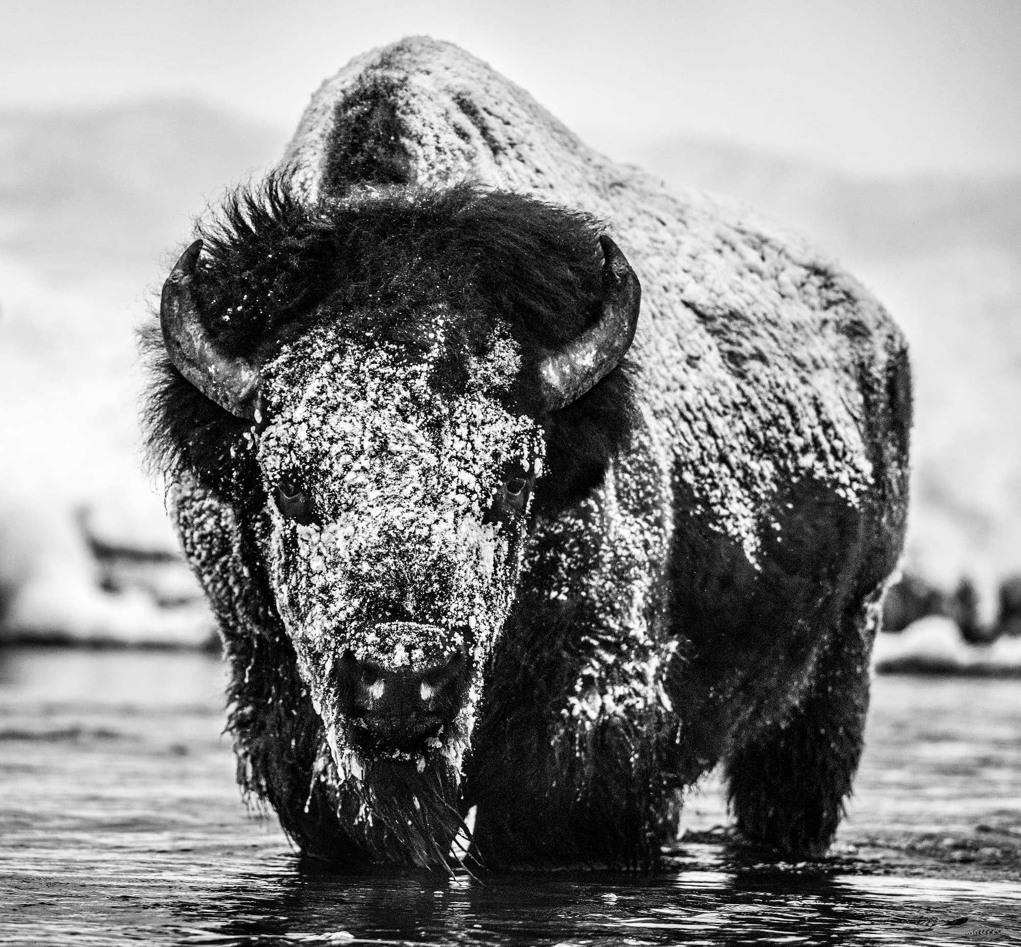 "Boogie Nights" by David Yarrow, Yellowstone National Park, 2020. Black and white photograph.