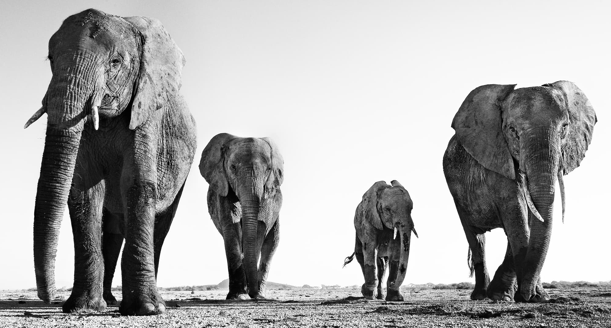 "Boy Band" by David Yarrow, Amboseli, Kenya, 2014. Black and white photograph.