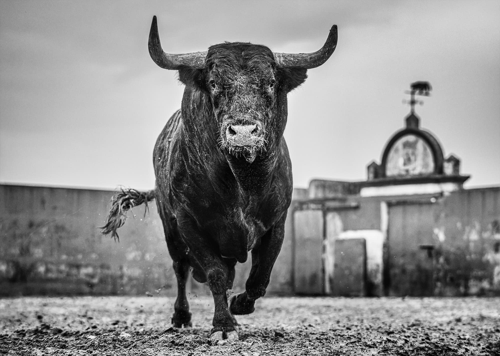 "Bullish" by David Yarrow, Seville, Spain, 2024. Black and white photograph.