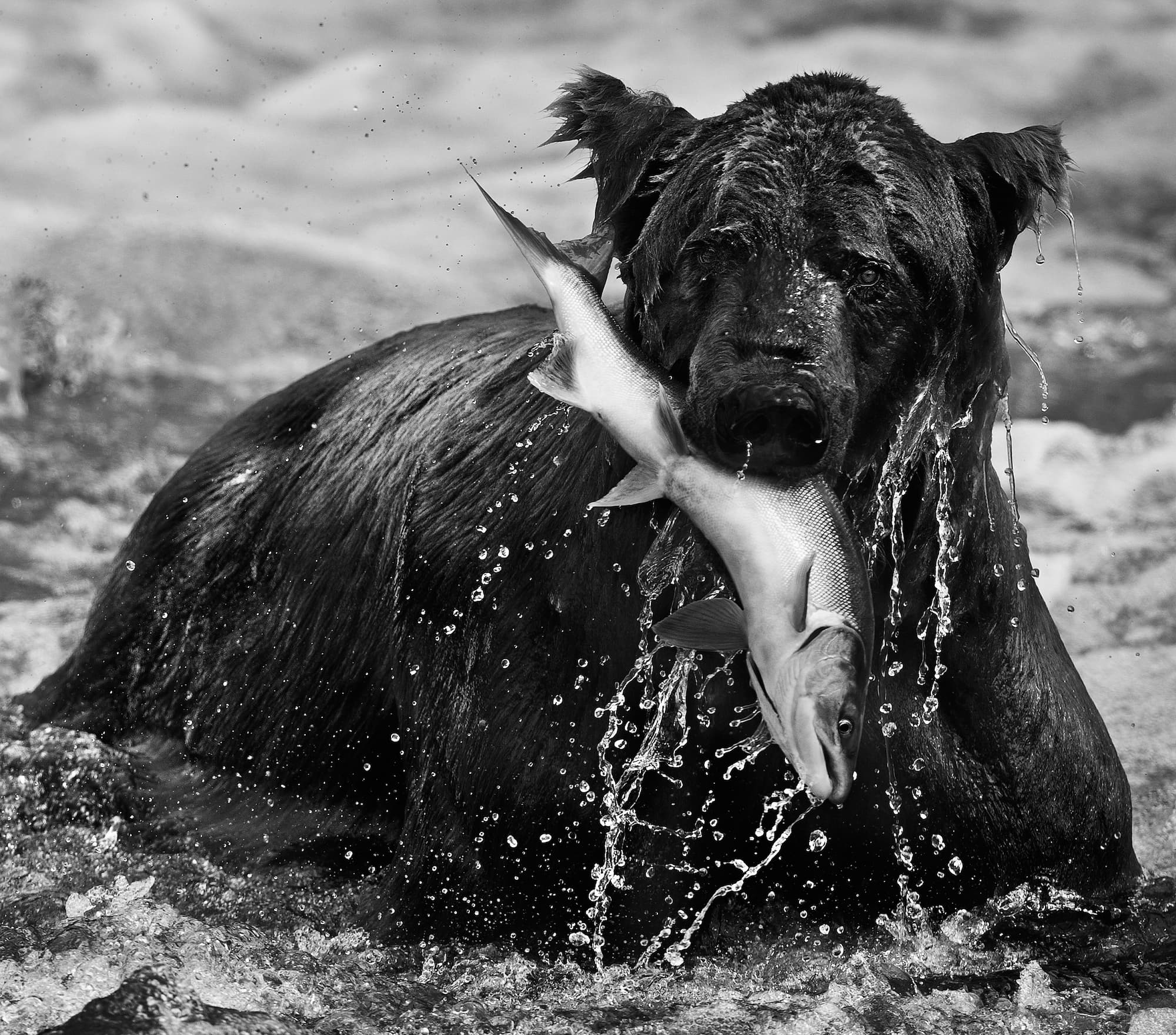 "Catch" by David Yarrow, Katmai National Park, Alaska, 2012. Black and white photograph.