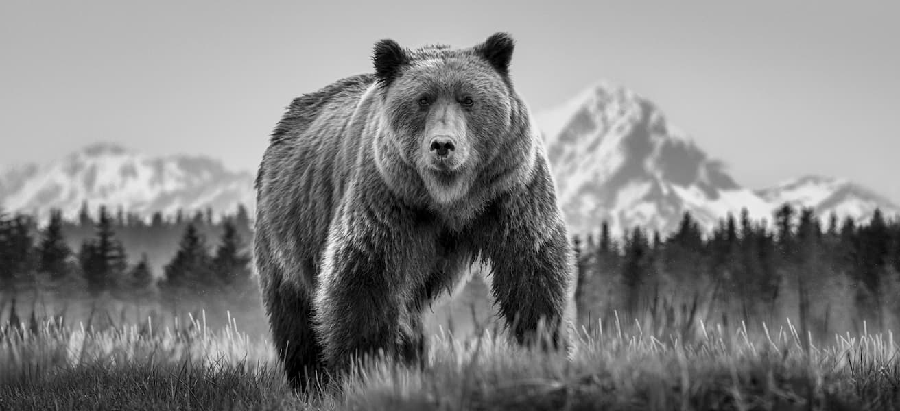 Cocaine Bear (B&W)