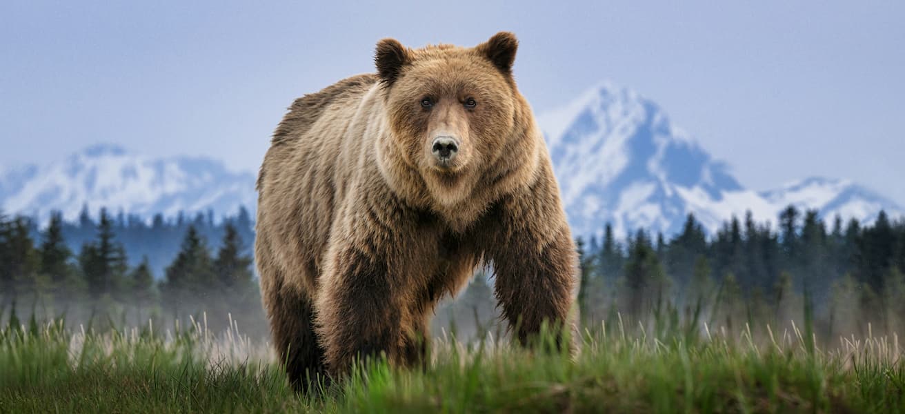 Cocaine Bear (Colour)