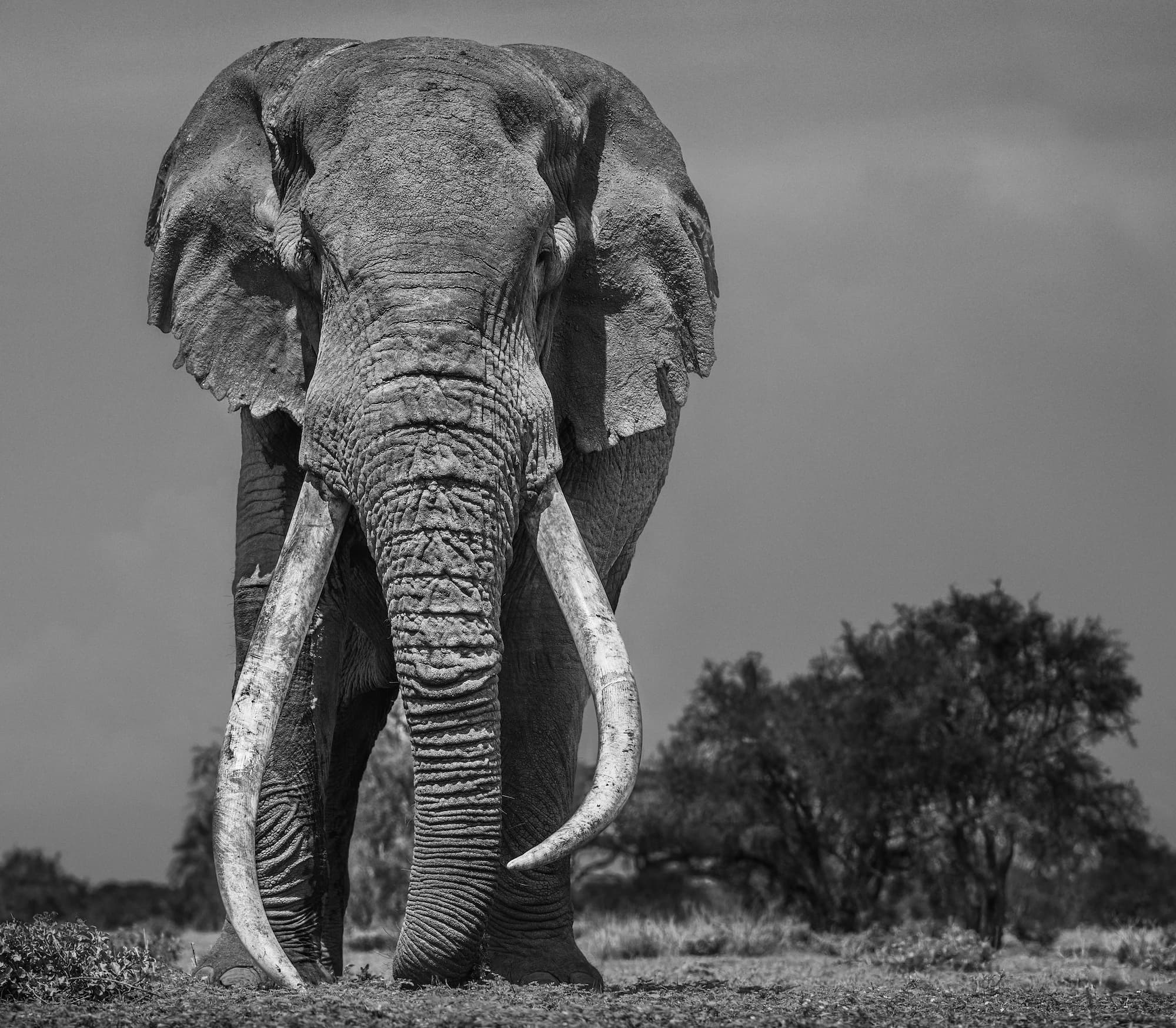 "Colossus" by David Yarrow, Amboseli, Kenya, 2018. Black and white photograph.