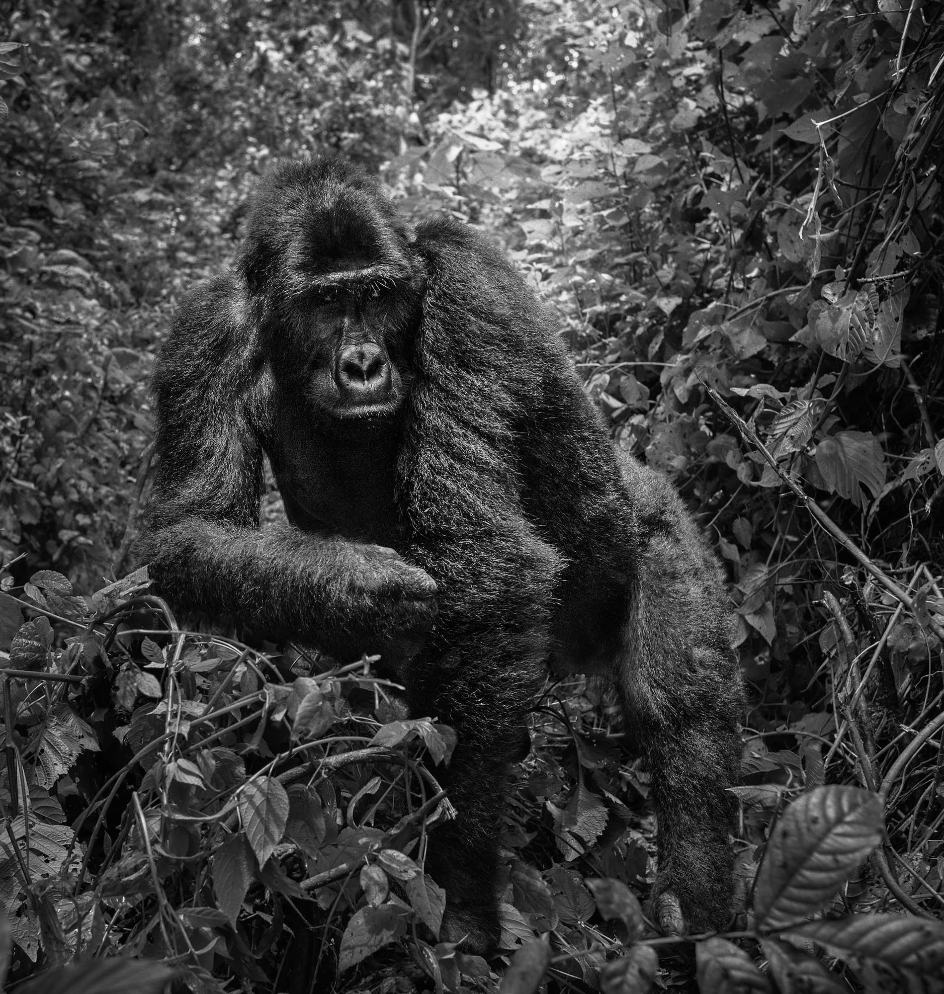 "Congo" by David Yarrow, Bakavu, Dominican Republic of Congo, 2017. Black and white photograph.