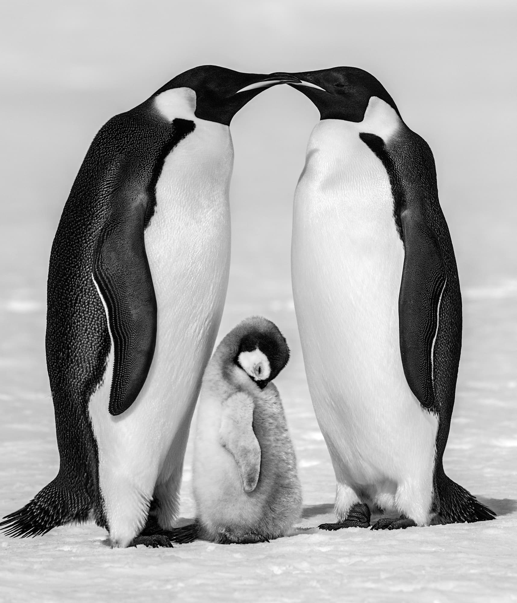 "Contentment II" by David Yarrow, Antarctica, 2010. Black and white photograph.