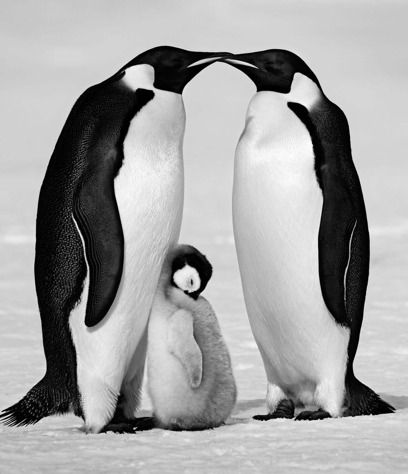 "Contentment" by David Yarrow, Antarctica, 2010. Black and white photograph.