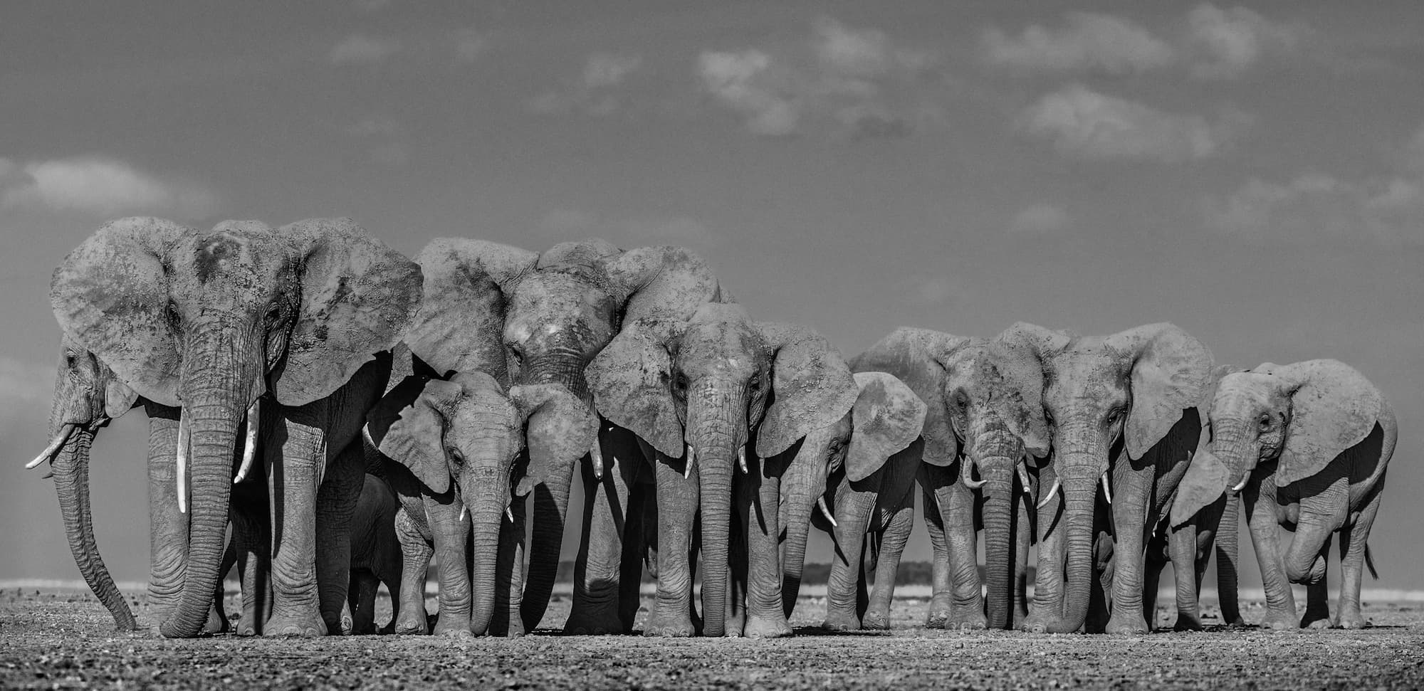 "Defense" by David Yarrow, Amboseli, Kenya, 2019. Black and white photograph.