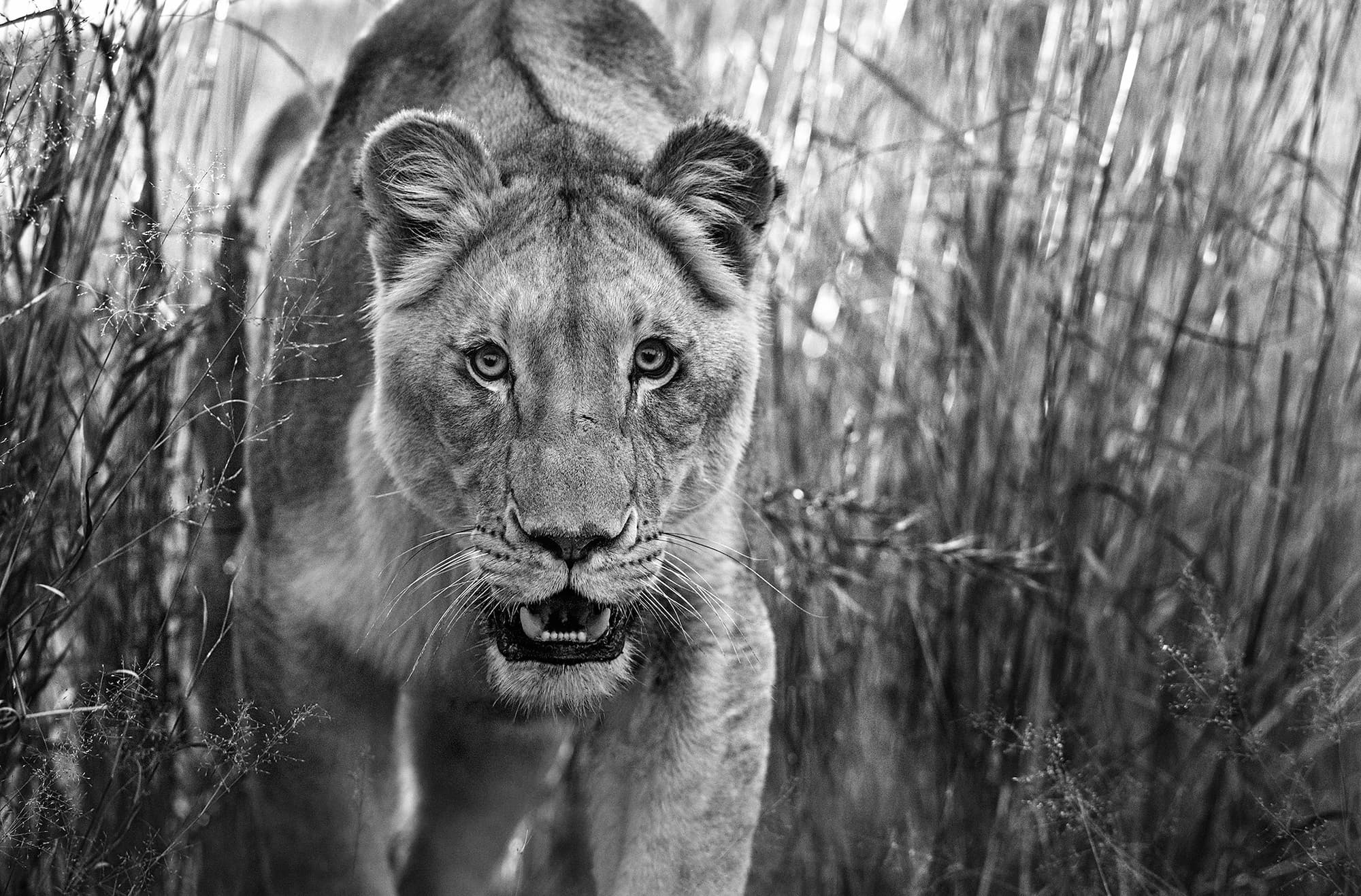 "Designated Survivor" by David Yarrow, Dinokeng, South Africa, 2018. Black and white photograph.