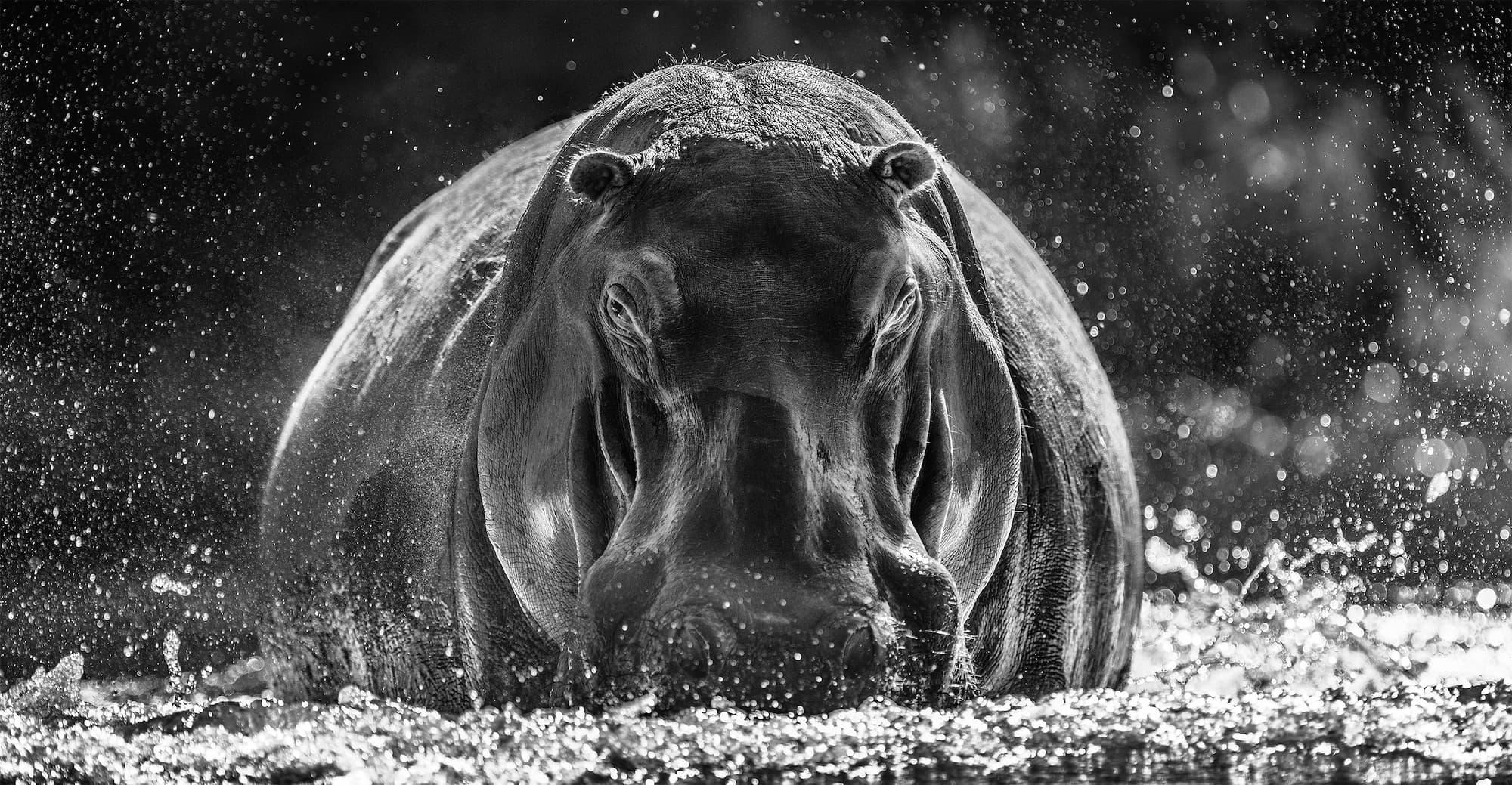 "Dexter" by David Yarrow, Zambezi, Zambia, 2018. Black and white photograph.