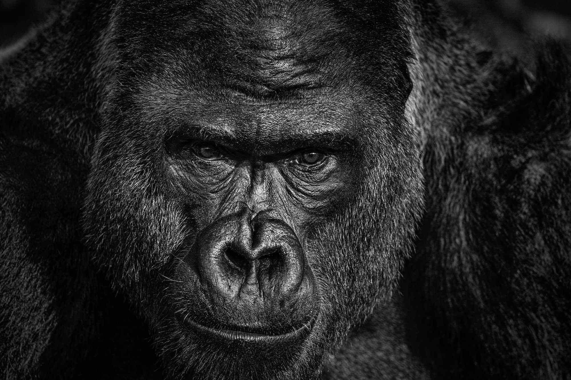 "Elmo" by David Yarrow, Undisclosed, 2023. Black and white photograph.