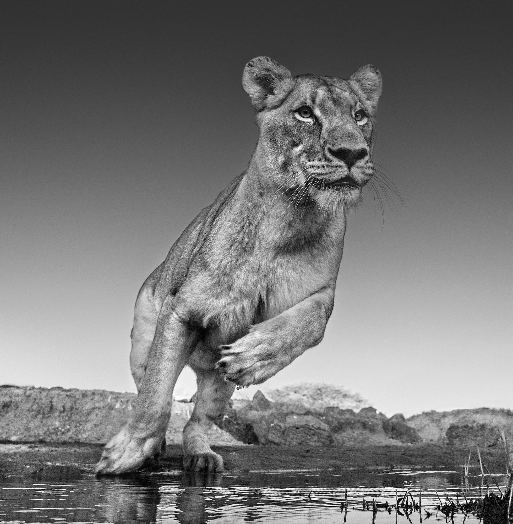 "Emma" by David Yarrow, Dinokeng, South Africa, 2017. Black and white photograph.