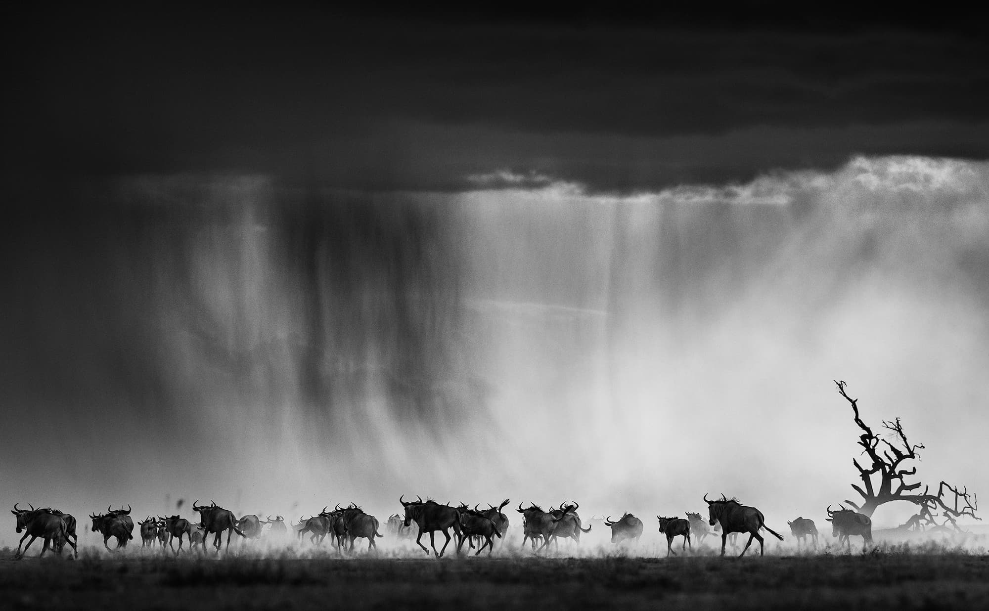 "Exodus" by David Yarrow, Kenya, 2015. Black and white photograph.