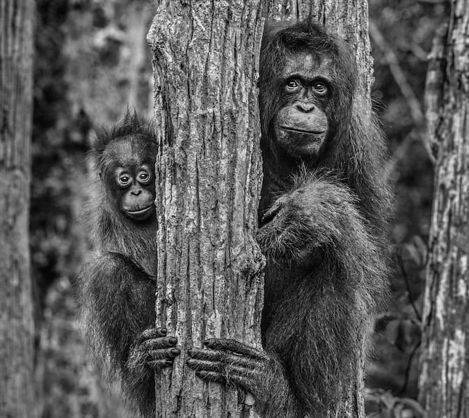 Family Tree